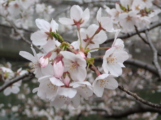 Obraz premium 目黒川の桜