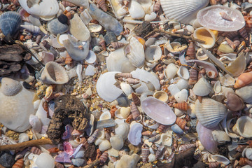 Sea shells scattered along a sandy beach