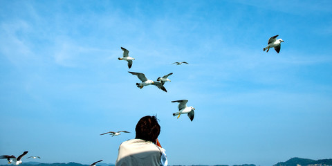 Black-tailed gull at Matsushima, Miyagi, Japan