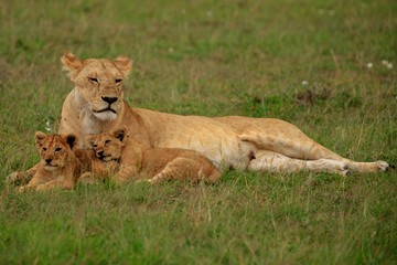 Naklejka na ściany i meble Kenya January 2019 - safari Masai-Mara female lion with babies 