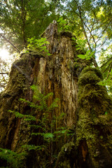 Mossy Stump