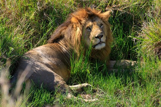 Kenya January 2019 - safari Masai-Mara male lion with big mane