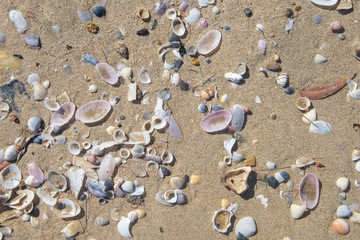 Sea shells scattered along a sandy beach