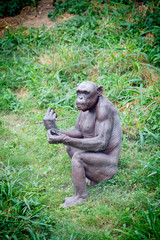 Chimp