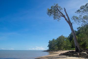 A lone tree leans out over a tropical sandy beach