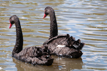 Pair of black swans, Cygnus atratus swimming in the pond, lake