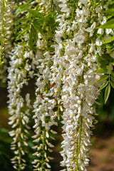 Beautiful full bloom of white Wisteria blossom trees trellis, flowers in springtime sunny day 