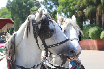 Horses and carts in the of the city of Marrakesh, Morocco 