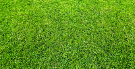 Obraz premium Landscape of grass field in green public park use as natural background or backdrop. Green grass texture from a field.