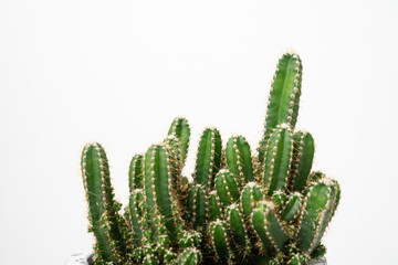 Close uo of potted cactus on white background with copy space