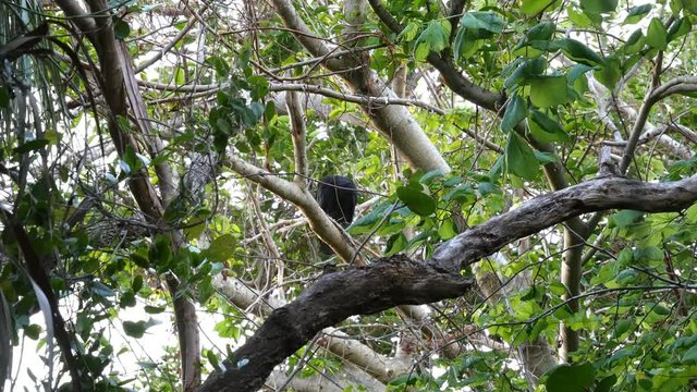 Black vulture - Coragyps atratus - sitting on a tree in Florida natural hammock