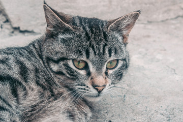 Striped cat looks lies watching