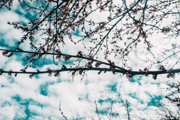 spring flowers on a tree against the sky