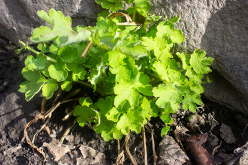 green plant grows from the ground
