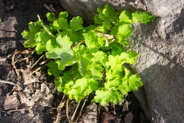 green plant grows from the ground