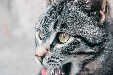 Striped cat macro. Striped cat watching
