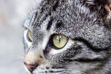 Fototapeta premium Striped cat macro. Striped cat watching