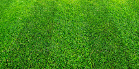 Green grass field pattern background for soccer and football sports. Green lawn pattern texture background.