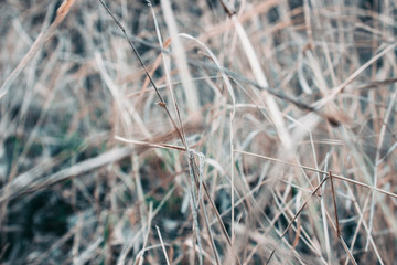 Autumn dried plants