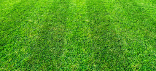 Green grass field pattern background for soccer and football sports. Green lawn pattern texture background.