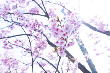 春の桜