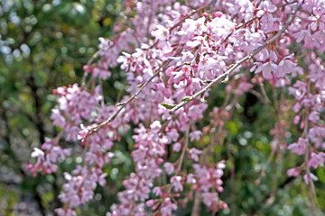 Beautiful pink sakura cherry blossom flower in Japan park