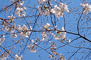 Beautiful white sakura cherry blossom flower in Japan park