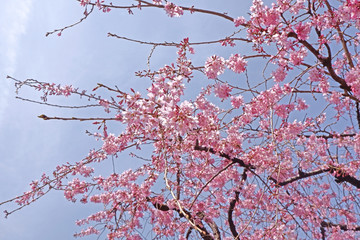 Beautiful pink sakura cherry blossom flower in Japan park