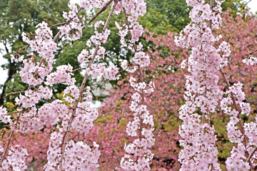 Pink sakura cherry blossom flowers and natural plants in Japan Tokyo park.