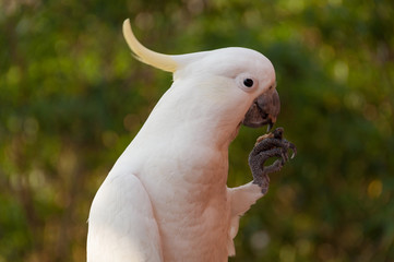 Australian sulphur-crested cockatoo bird eating and looking at camera © Olga K