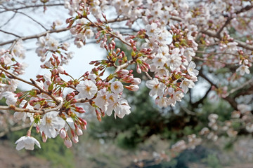 Beautiful white sakura cherry blossom flower in Japan park