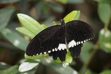 Common Mormon - Black Butterfly with White edges - close-up