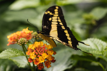 Giant Swallowtail Butterfly on a Yellow and Orange tropical flower