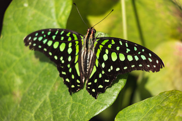 Graphium agamemnon butterfly - The tailed Green jay on a leaf