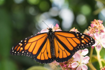 Monarch butterfly with opened wings on a flower