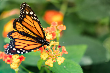 Monarch Butterfly - Common Tiger female on a flower