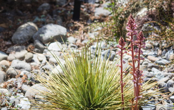 Orobanche minor is a holoparasitic angiosperm belonging to the genus Orobanche; a genus of about 150 non-photosynthetic plants that parasitize other autotrophic plants.