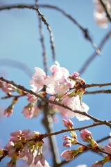 桜　さくら　Cherry Blossom