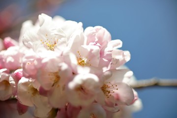 桜　さくら　Cherry Blossom