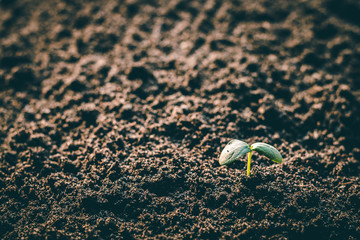 Small trees that grow into trees in the big forest..