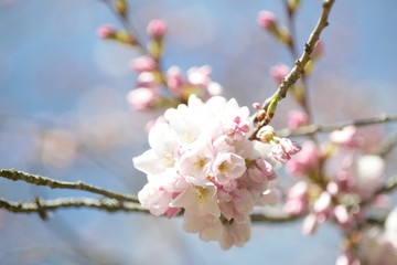 Fototapeta na wymiar 桜　さくら　Cherry Blossom