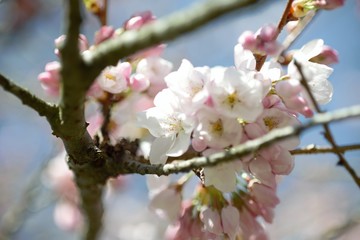 桜　さくら　Cherry Blossom
