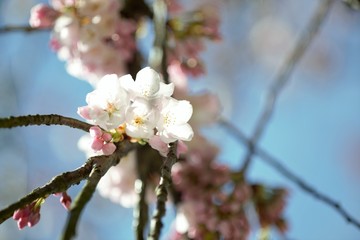 Fototapeta premium 桜 さくら Cherry Blossom