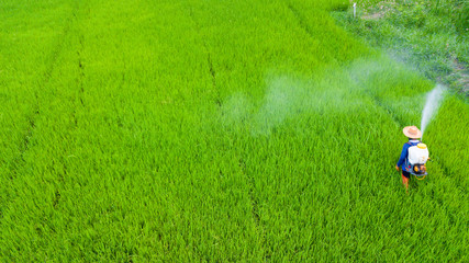 Farmer activity with knapsack sprayer is spray Insecticide into fresh rice farm. Abstract of green...