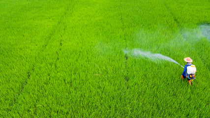 Farmer activity with knapsack sprayer is spray Insecticide into fresh rice farm. Abstract of green and chemical protection.