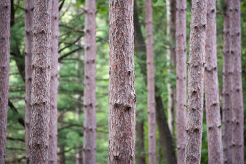 Pine tree forest