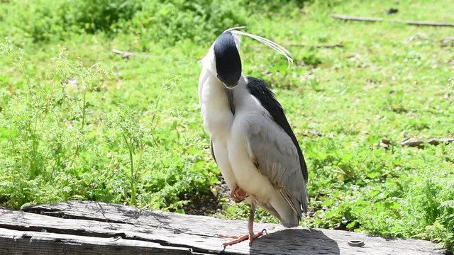 HD Video of one Black crowned night heron on a wooden railing with grass in background,  preening feathers. 