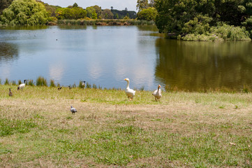 Water fowl birds near the lake landscape