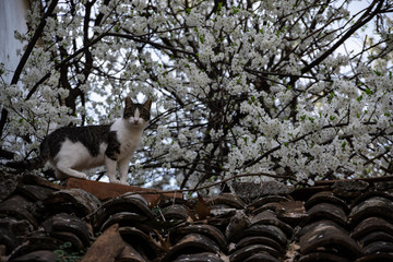 Fototapeta premium Gato en el tejado