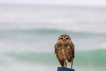 Brazil's typical Owl ( Coruja Buraqueira – Athene Cunicalaria) staring over a wooden pole with background the sea